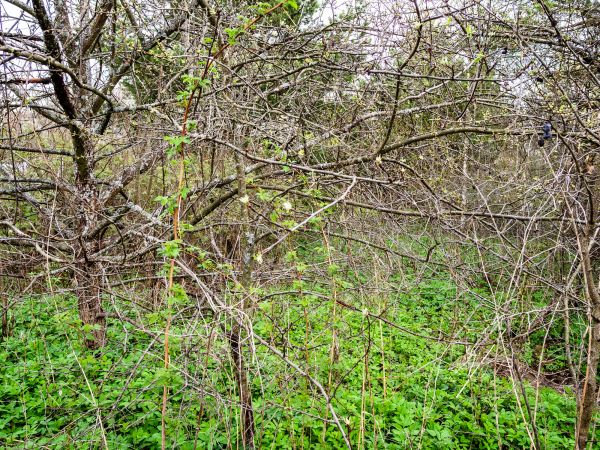 Cost of Underbrush Clearing in Heber City