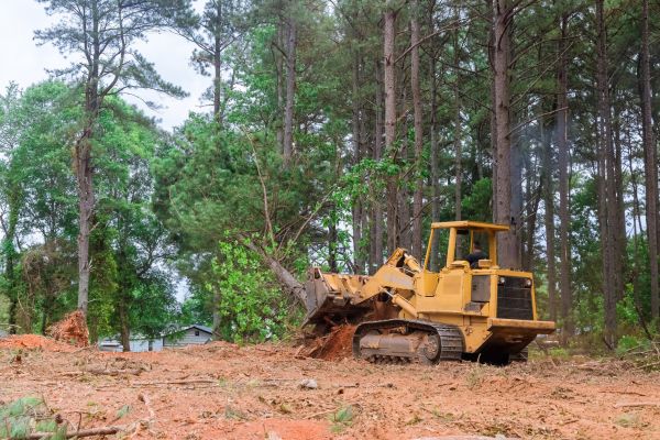 Forest Thinning