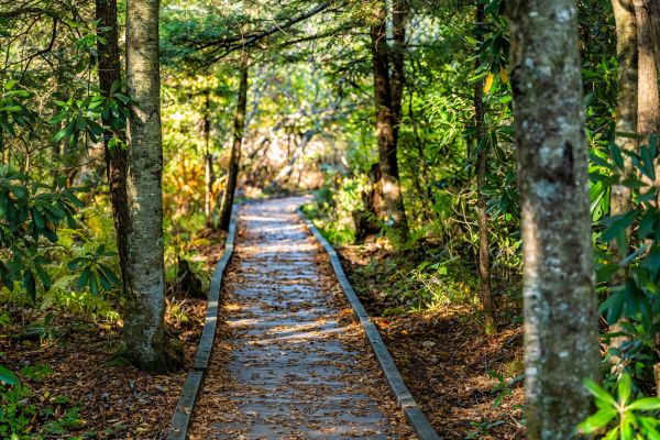Cost of Trail Clearing in Heber City